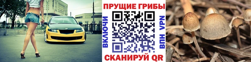 купить  цена  Первомайск  Псилоцибиновые грибы прущие грибы 